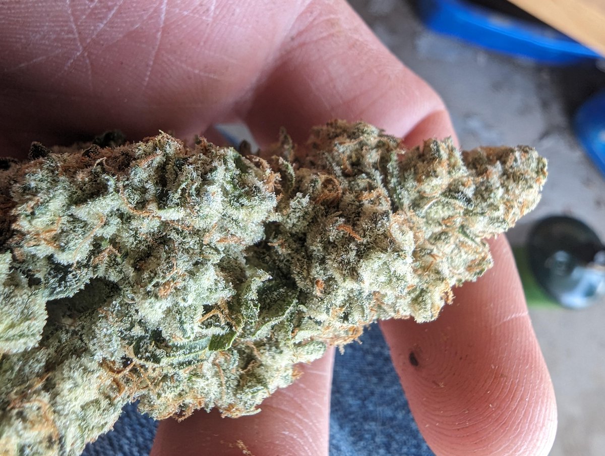 WriteWeed's tweet image. Spiked Mai Tai - Jungle Boys #WriteWeed #PuffPUffPass #420Life #IAmGDC