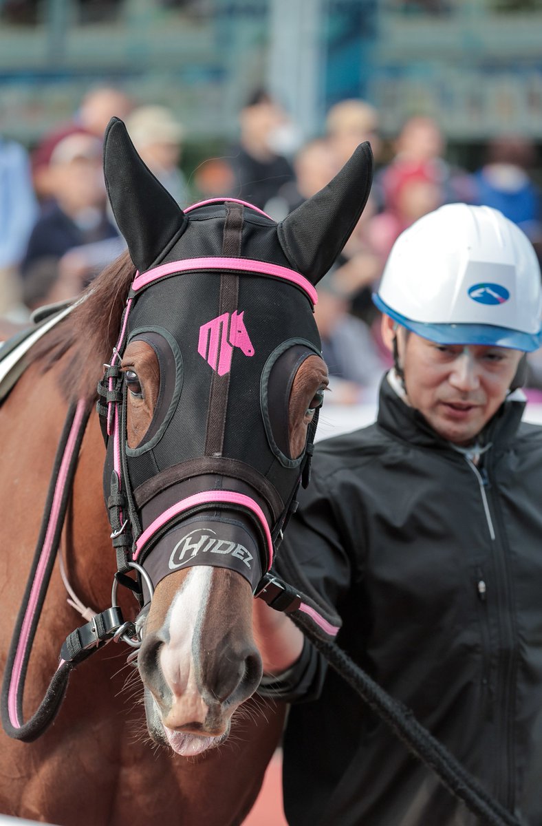 とっても穏やかで優等生イメージな子🐴（実際はわかりませんが