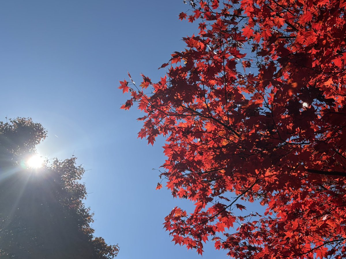 orsk_bignabe's tweet photo. ここにも上げちゃおう！
紅葉よ〜〜 https://t.co/OGPlMIy7fm