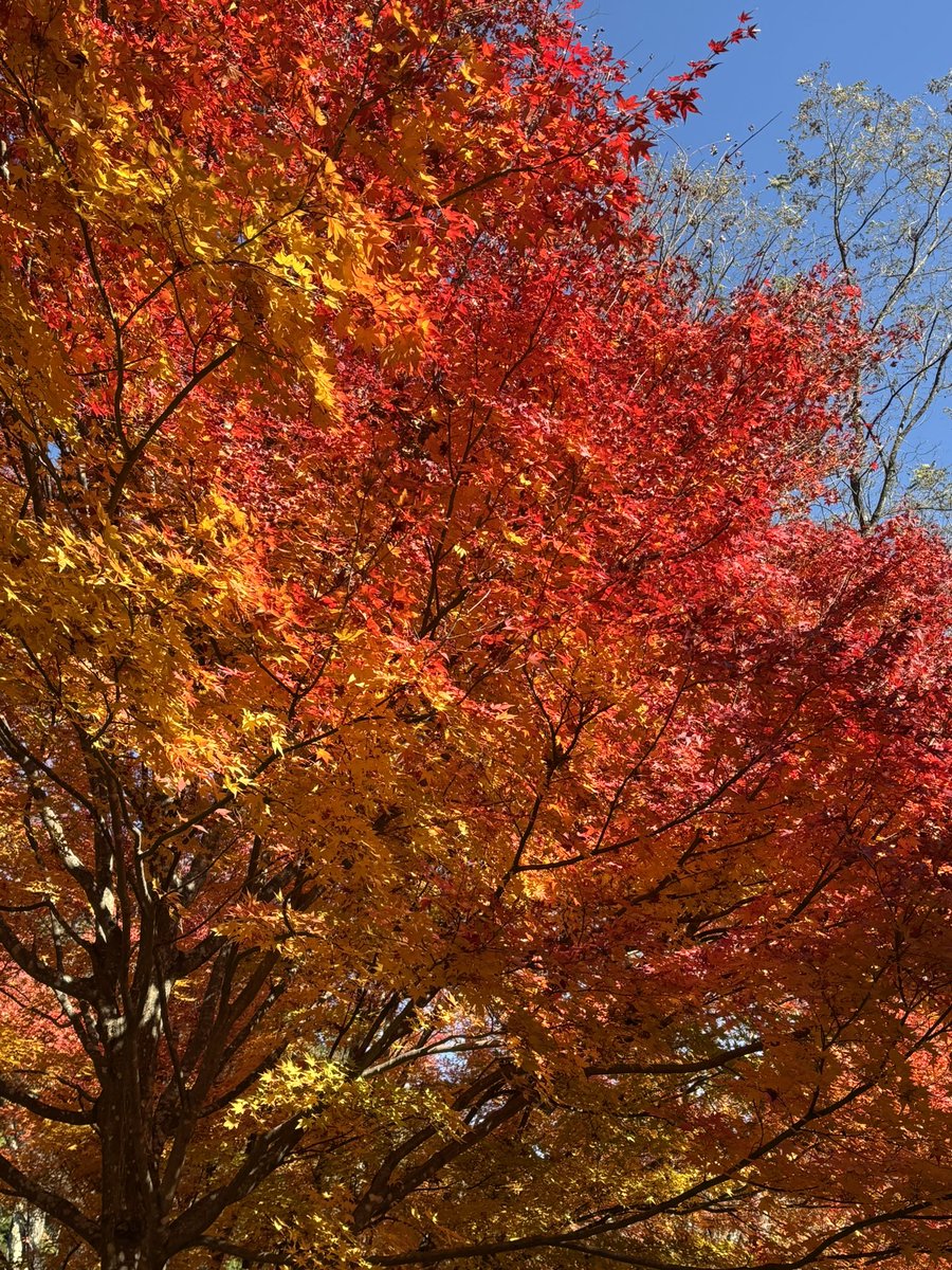 orsk_bignabe's tweet photo. ここにも上げちゃおう！
紅葉よ〜〜 https://t.co/OGPlMIy7fm