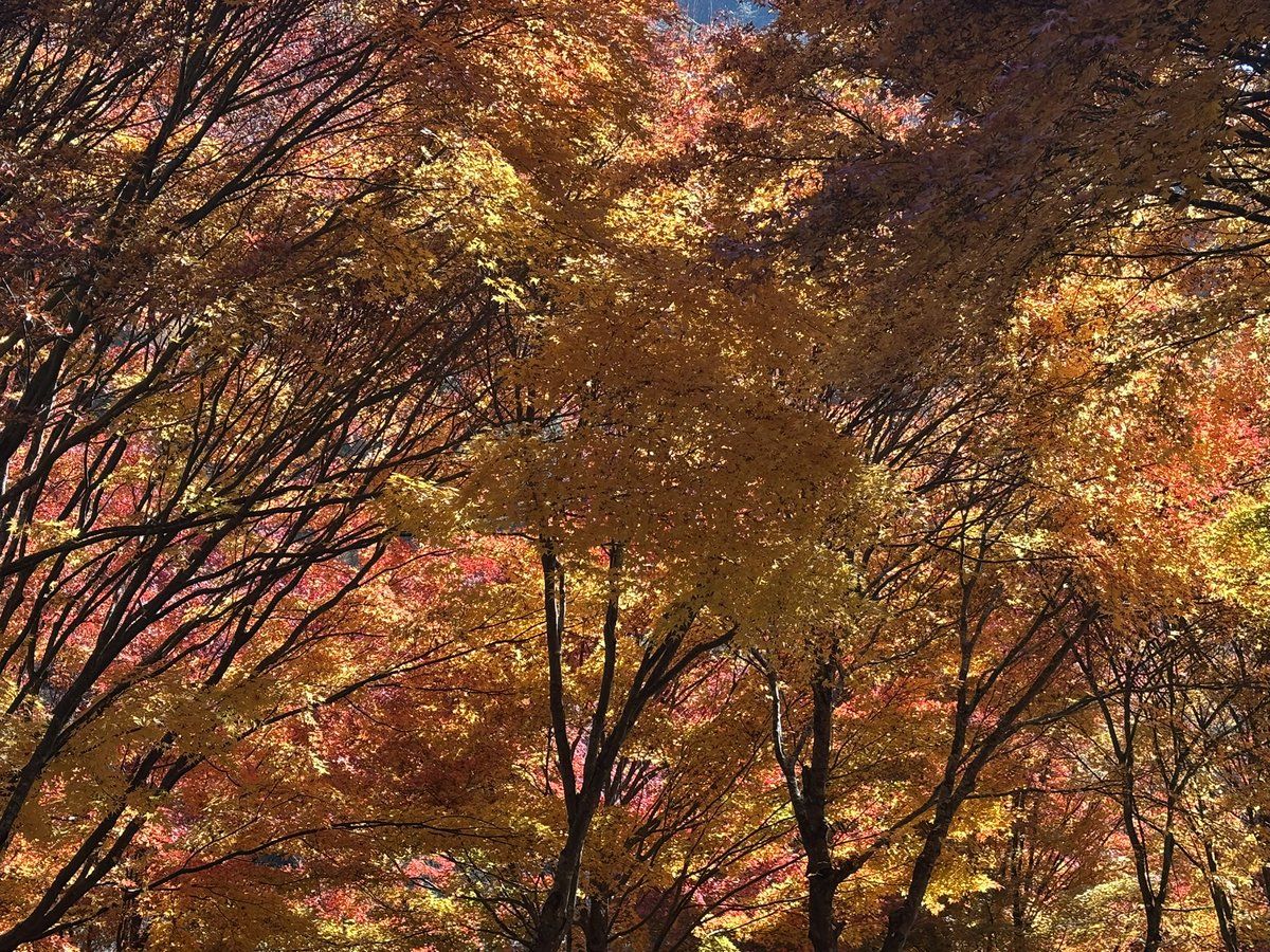 orsk_bignabe's tweet photo. ここにも上げちゃおう！
紅葉よ〜〜 https://t.co/OGPlMIy7fm