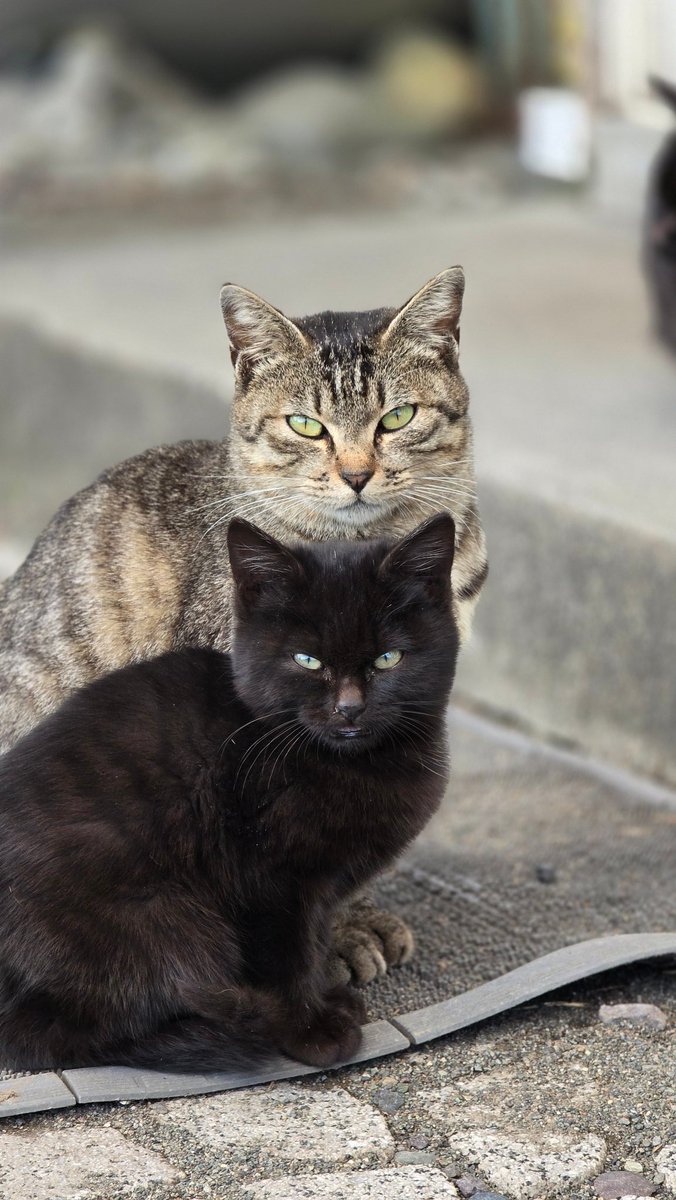 t_f_2nd's tweet image. 毛色違うけど親子😸
顔似てる🤔