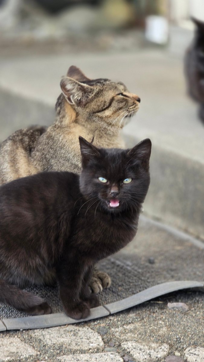 t_f_2nd's tweet image. 毛色違うけど親子😸
顔似てる🤔