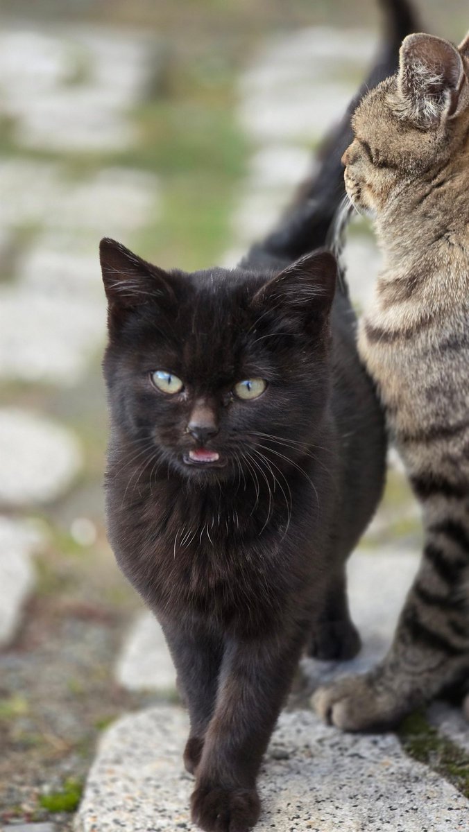 t_f_2nd's tweet image. 毛色違うけど親子😸
顔似てる🤔