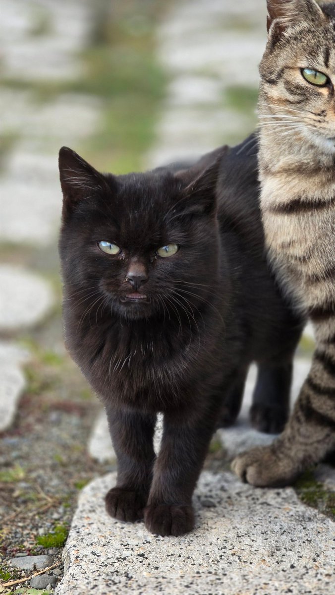 t_f_2nd's tweet image. 毛色違うけど親子😸
顔似てる🤔