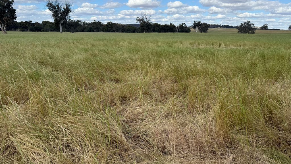 The Sheep's Back tweet media