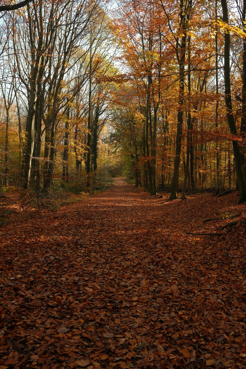 MESSAI_Bill's tweet image. Good Tuesday🍂 #TuesdayVibes