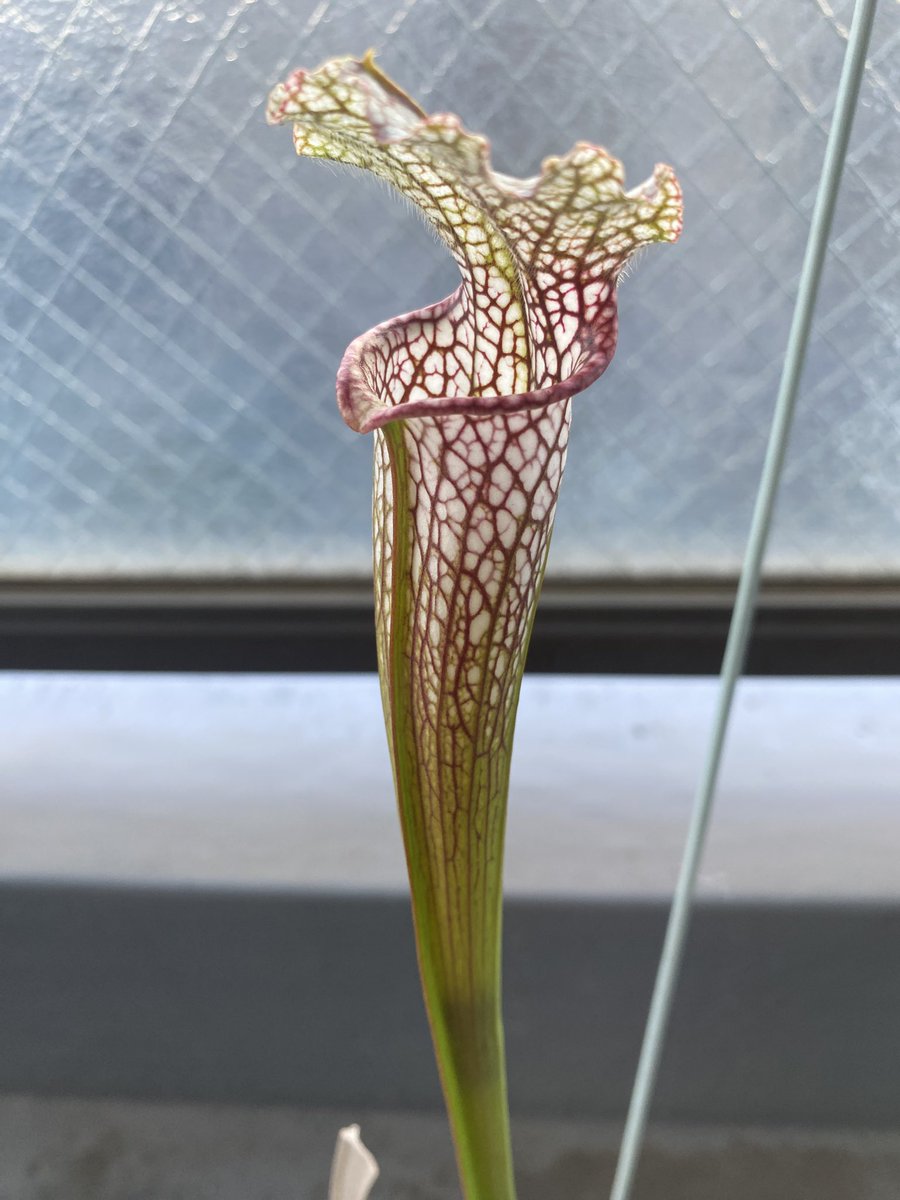 Ax05F's tweet image. S. leucophylla White pitcher Plant (Large) SWC

色付きました。