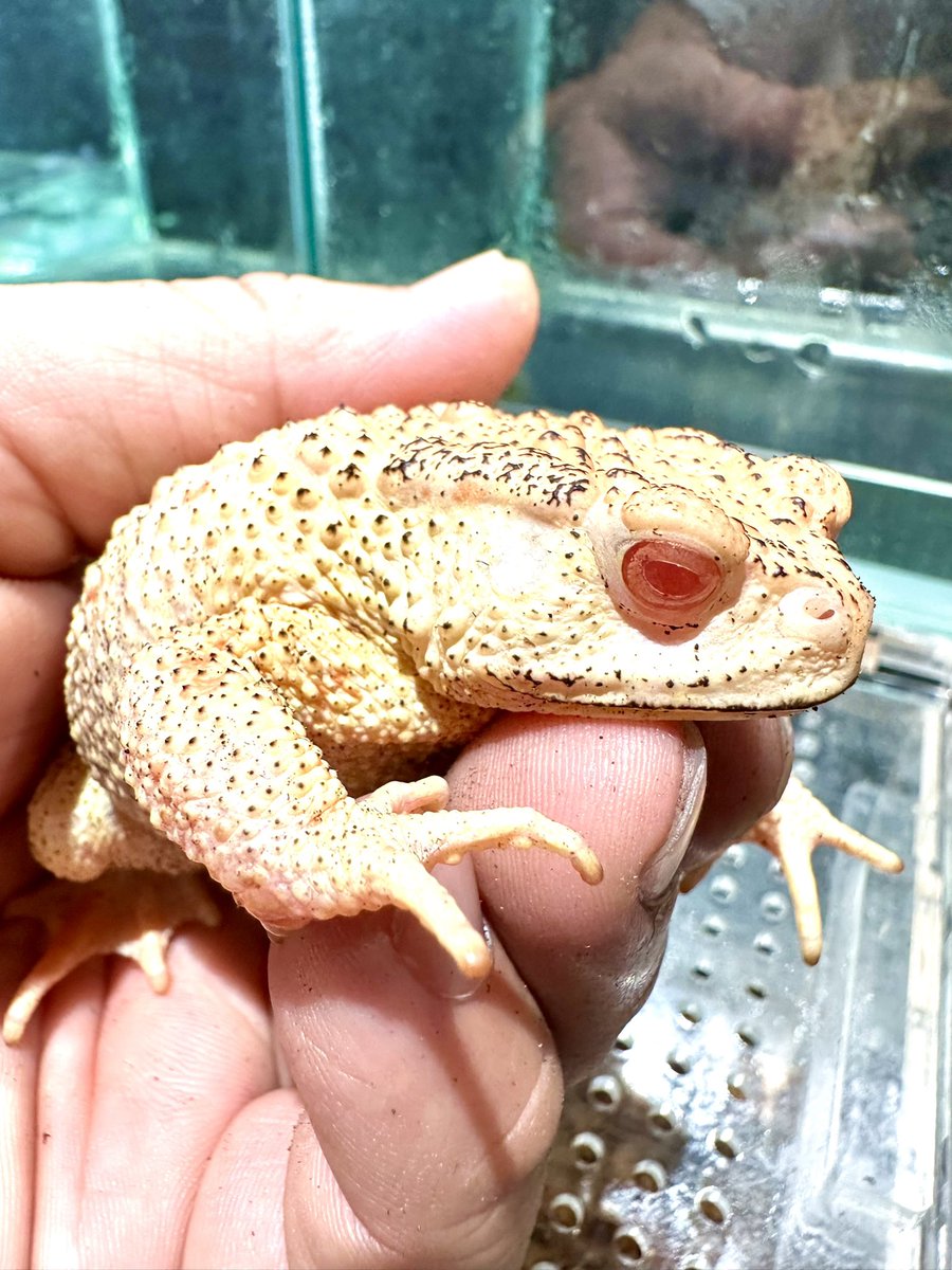 KENZO◇WILDTIGERS/アニマル/タイガー/Tシャツ/S/コットン/RED/総柄