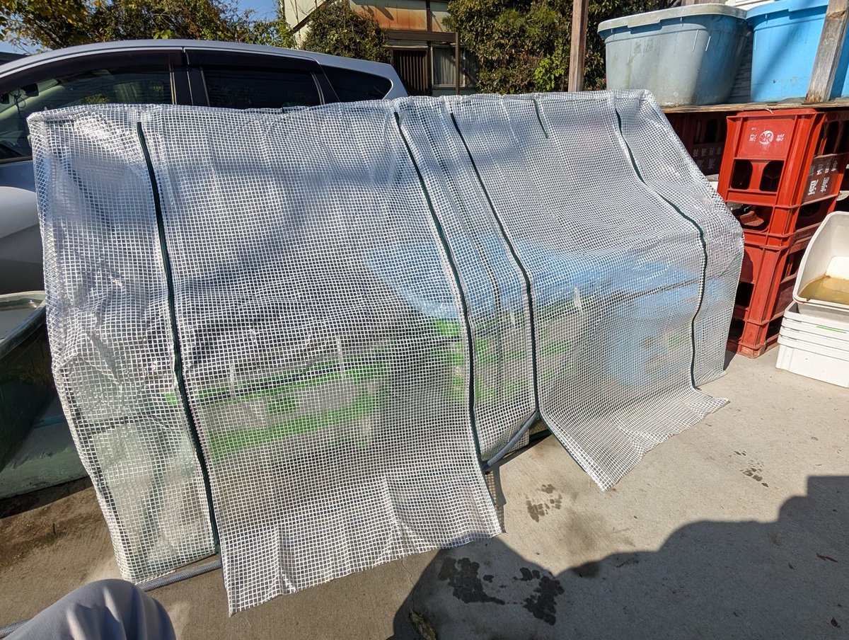 博多ちぇすめだか メダカ