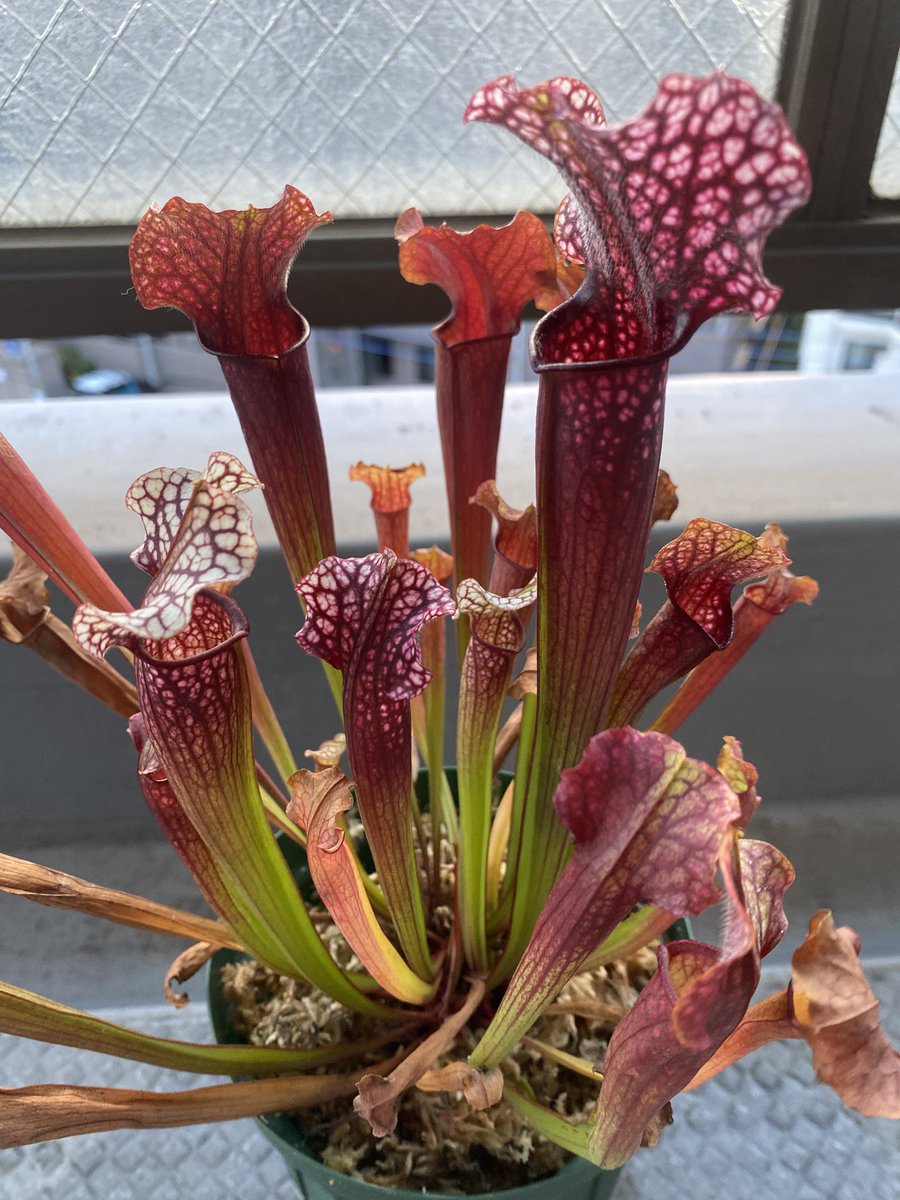 Ax05F's tweet image. S. "Judith Hindle" カクタス長田