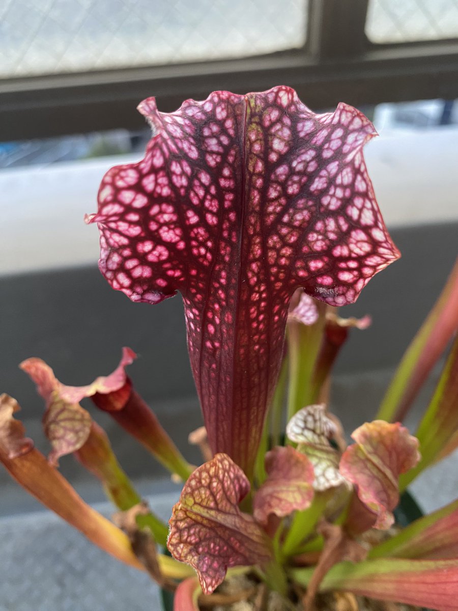 Ax05F's tweet image. S. "Judith Hindle" カクタス長田