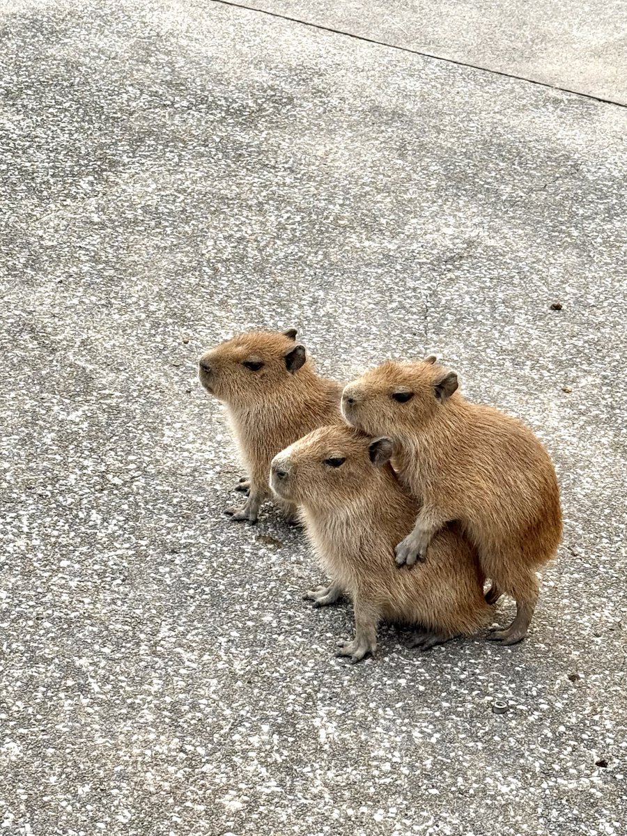 9/29生まれ三つ子の赤カピ

#伊豆アニマルキングダム #カピバラ
左から #ソイ #ジジ #チャイ
2025.11.11