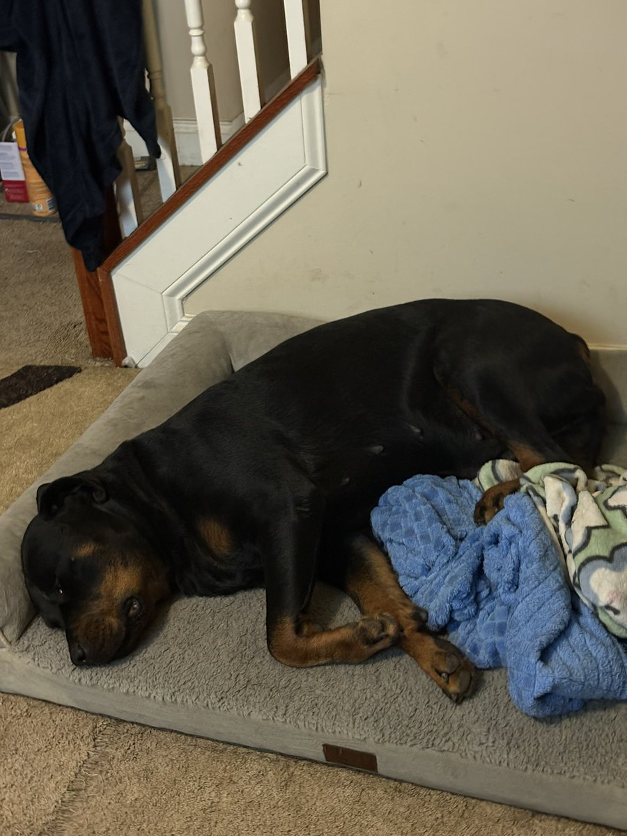 Good morning all you freedom loving patriots. Have a MAGAriffic day. 

Bella and Rhea is back inside and sleeping. Coffee is from the Keurig. 

It’s 41 degrees with a high of 75 degrees and sunny but feels like below zero in Columbus, Georgia. Rhea sleeping