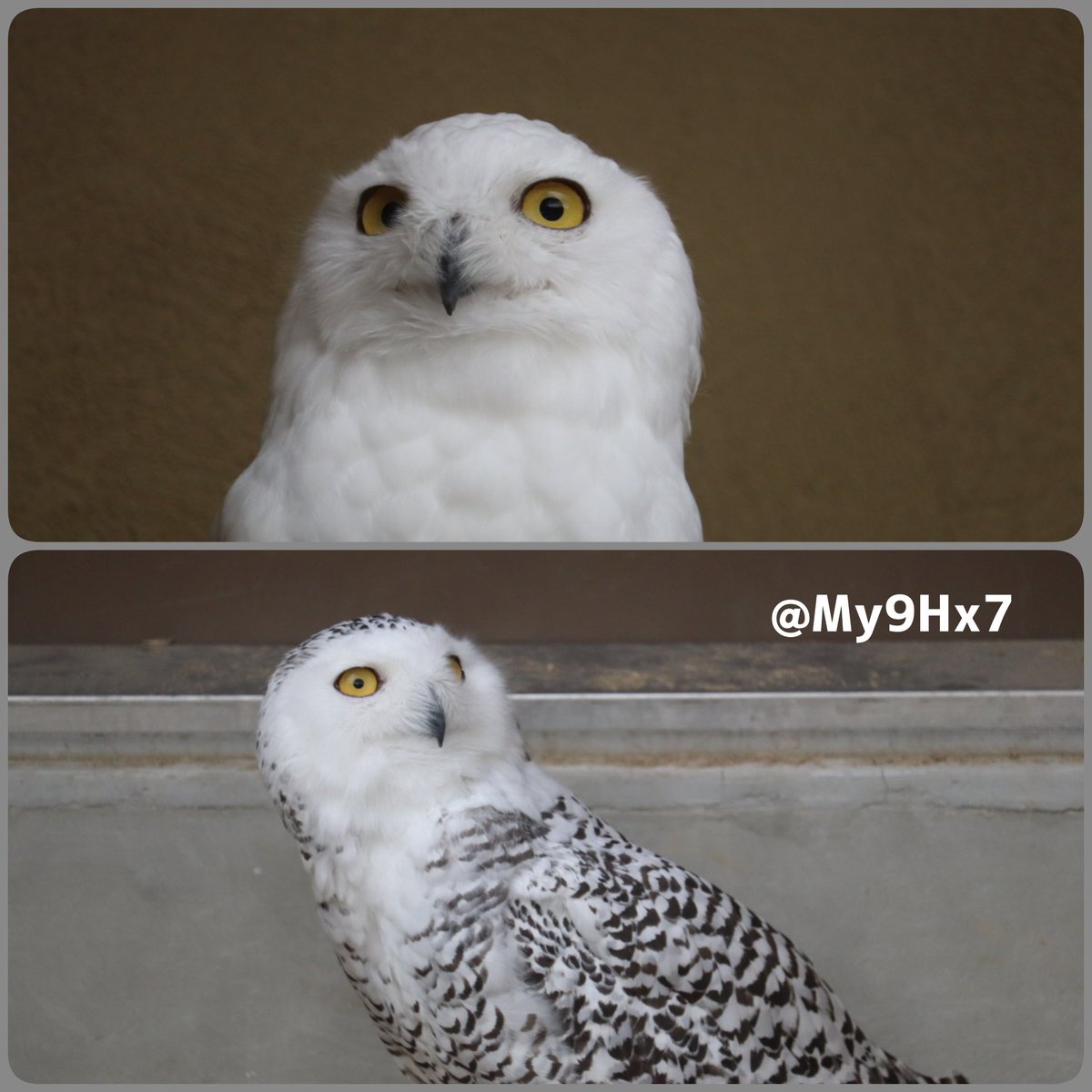  シロフクロウ　オウル　owl PET BANK OWL（ペットバンク オウル）SNOWY シロフクロウ【フクロウの