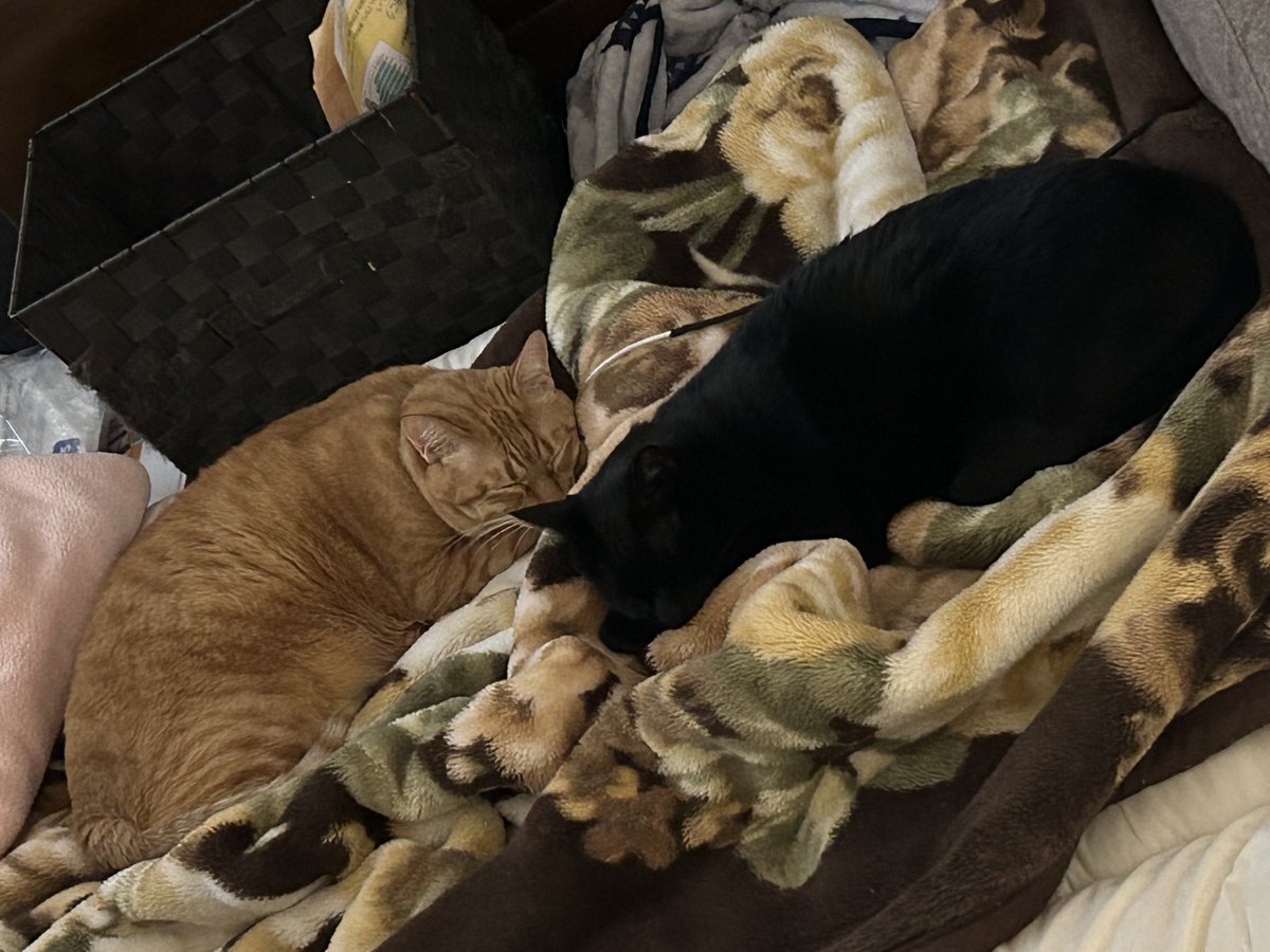 wfoxst's tweet image. 適切なる距離

寒くなるとあっさりくっつきますけどね😆