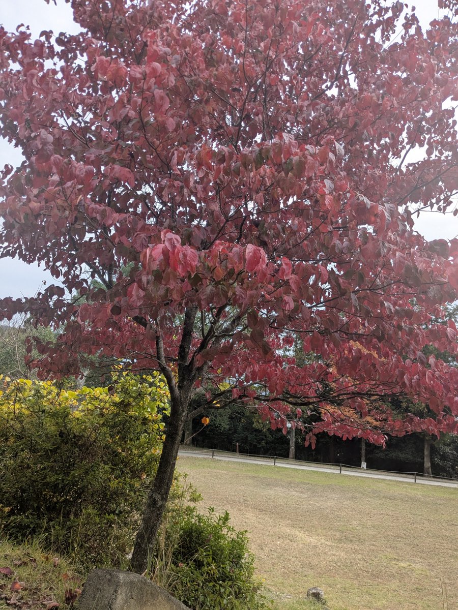 h_secondlife's tweet image. 歩きに行ったけど寒くてそそくさと退散
ダメ人間😮‍💨

#田舎暮らし #移住