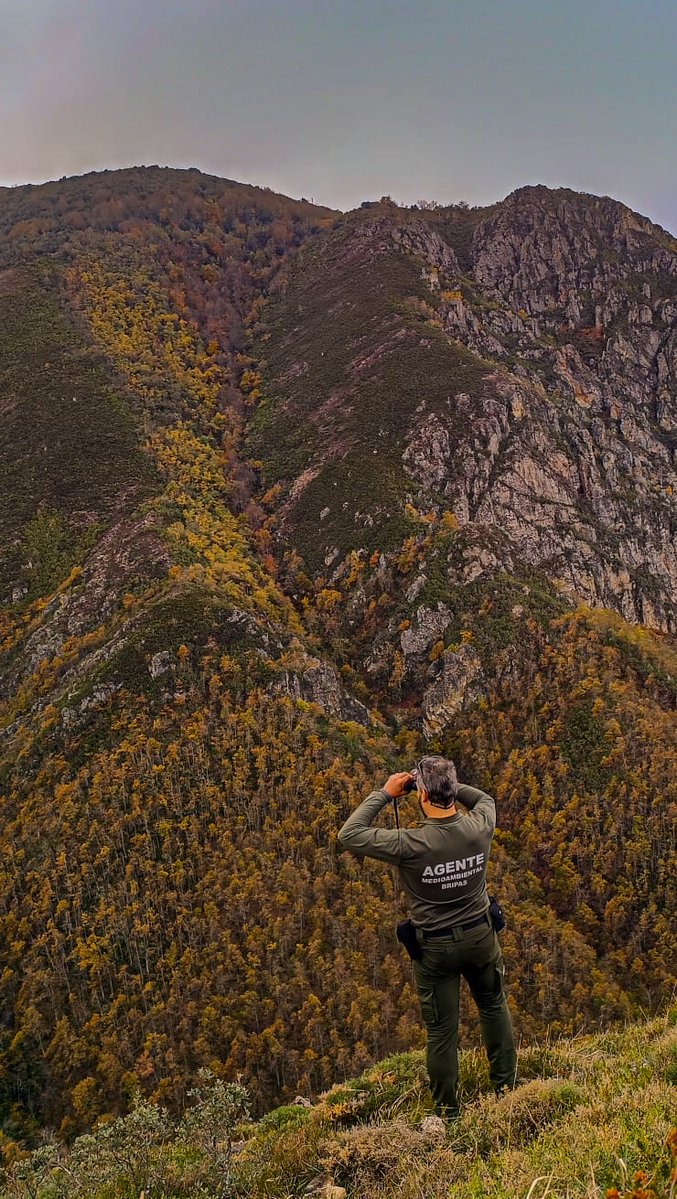 Estaros muy atentos al #podcast que estamos preparando. Hablo con un AGENTE DEL MEDIO NATURAL de ASTURIAS. Furtivismo, MAFIAS y CACIQUISMO POLÍTICO, sindicatos AGROGANADEROS, caza, INSEGURIDAD y AMENAZAS, medios precarios para un servicio esencial, CONTROL LETAL DEL LOBO, fuego..