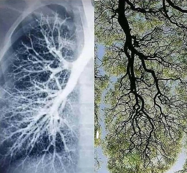 narottamsahoo's tweet image. Nature is our greatest teacher!

A human #lung on the left, a #tree on tlhe right - each #breathes what the other gives, each sustaining the other through a silent exchange of breath.

Together, they complete a perfect cycle of #life, reminding us that #humanity and #nature are…