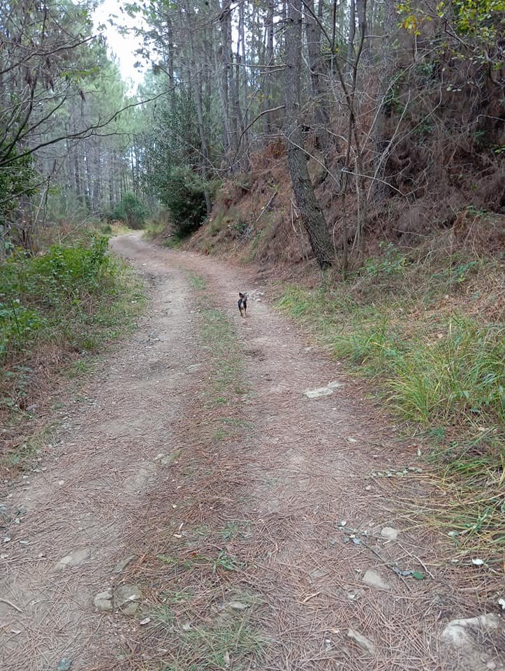 Bonjouuuuur! Ca caille ce matin! Je suis parti de bon matin à la chasse aux pigeons avec mon papa, on va s'installer dans l'affût wouaf wouaf  🐾
#ChassePartage #ChienHeureux #Nature