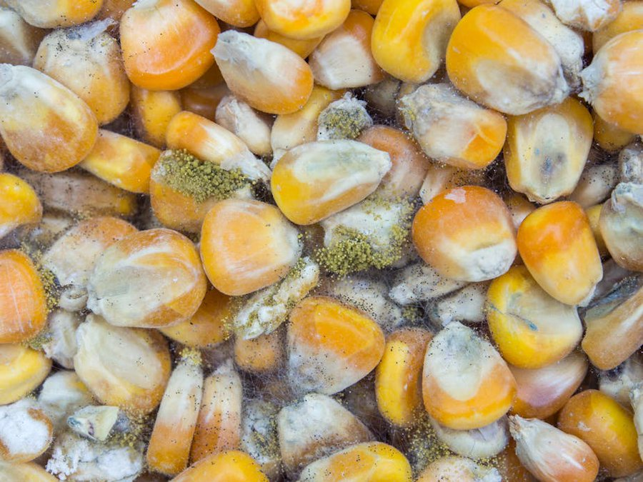 kilimoEAC's tweet photo. 🌾 How Does It Get Into Our Food? 
Aflatoxins thrive when:  
▪︎ Crops are harvested late  

▪︎ Grains are dried on bare ground  

▪︎ Storage is poorly ventilated 
3/5  
#KTAt20 #EAMIAT https://t.co/jQm6UA6F6S