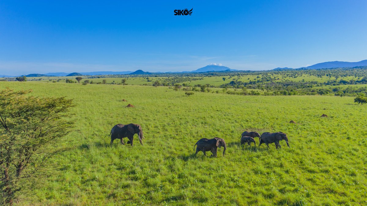 dickson_siko's tweet image. Friends, Your vote would mean a lot in supporting my work promoting responsible and inspiring travel through photography.
👉 To vote: ekkula.ateiug.org/ongoing/2025/e…
Vote Twinamatsiko Dickson
#SikoIsHere #DronesForGood #EkkulaAwards2025 #SustainableTravel