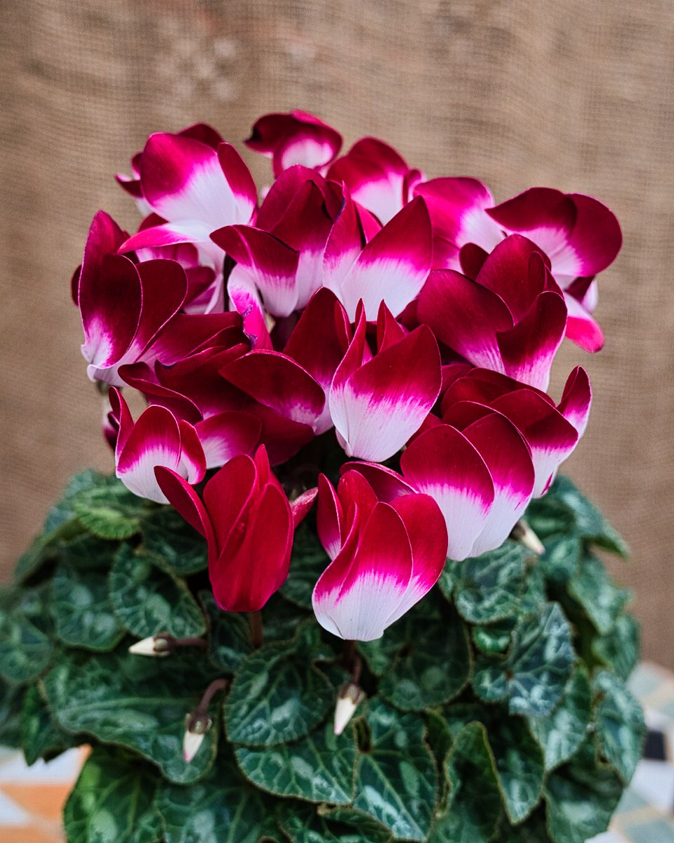 版画　シクラメン 木版画 シクラメン - メルカリ