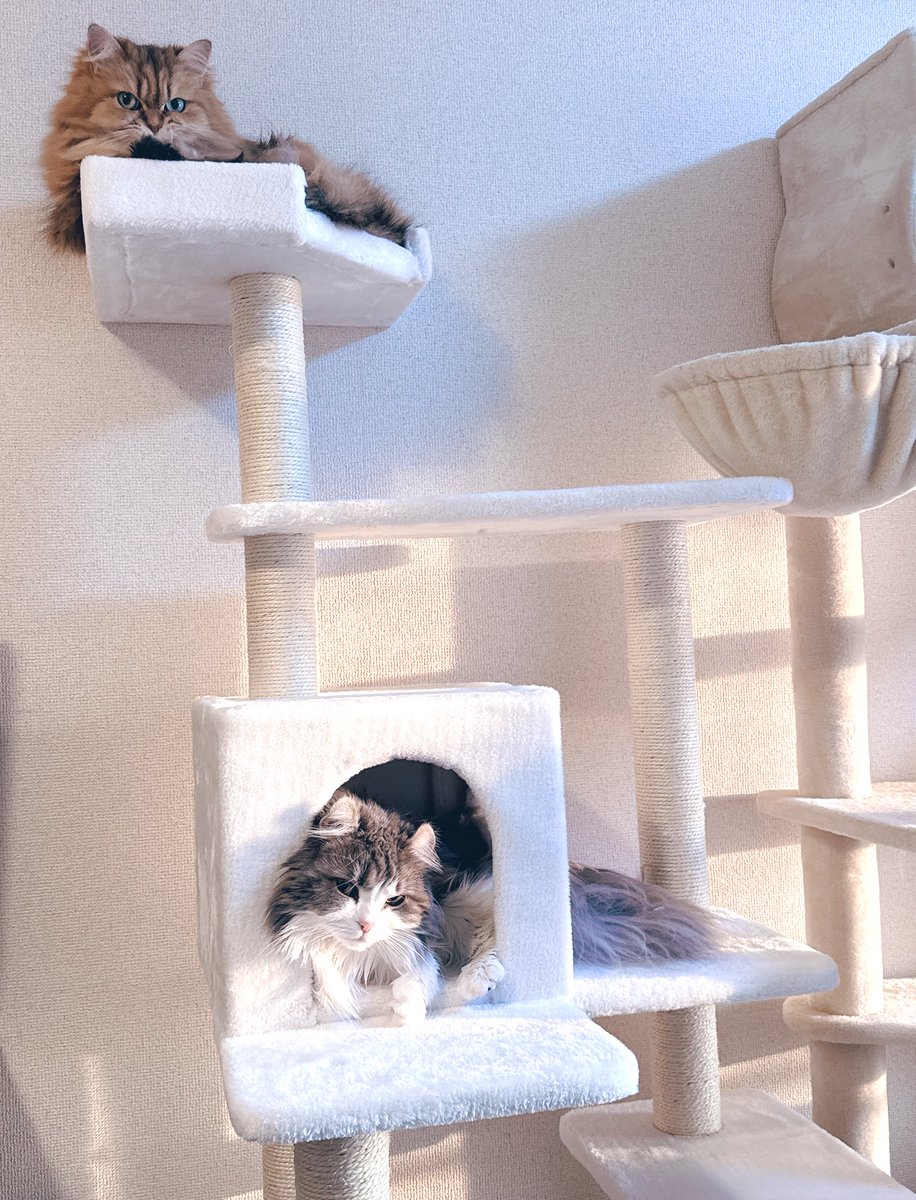 凛子 (@rinko_pm) / Posts / X