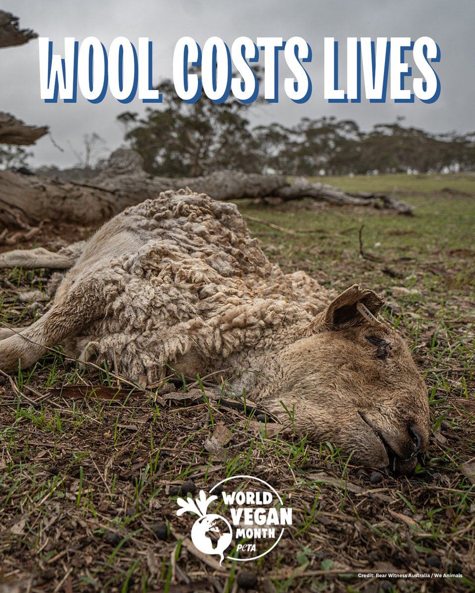 PETA UK tweet media