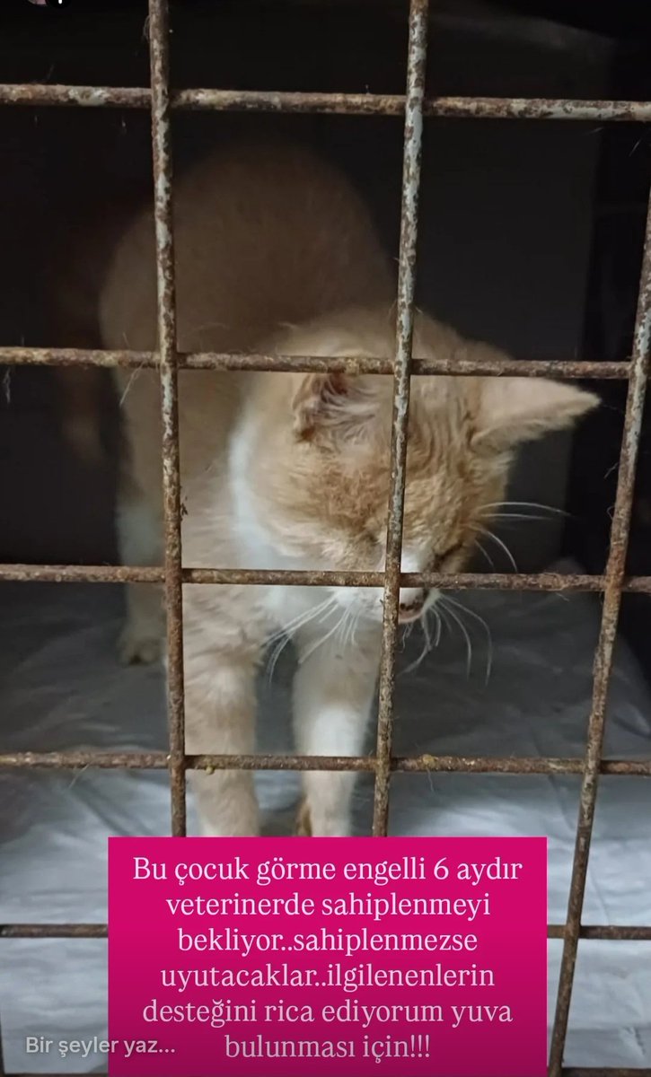 Engelli canlara öncelik tanıyalım nolur şu çocuğa yuva bulalım uyutulmadan ..#satinalmasahiplen