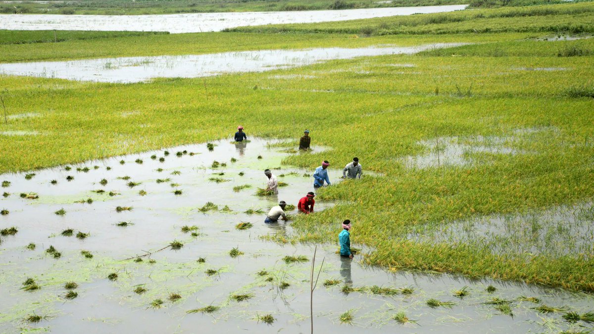 Research from <a href="/stanforddoerr/">Stanford Doerr School of Sustainability</a> shows severe floods are cutting global rice harvests by 18 million tons every year🌾. A full week underwater is enough to kill most rice plants and these “rice-killing floods” are happening more often as the climate warms. <a href="/ISTAseedtesting/">ISTA - International Seed Testing Association</a> learns