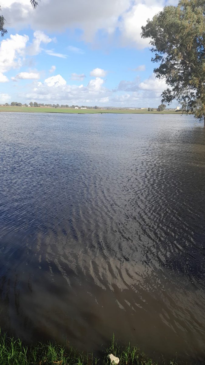 Esta es la Laguna del Sapo en Sevilla Este antes y después de las lluvias otoñales. Una laguna temporal en clima mediterráneo clave para muchas especies de invertebrados, anfibios y aves. Además, ofrece una zona magnífica para el ocio. El <a href="/Ayto_Sevilla/">Ayuntamiento de Sevilla</a> tiene previsto destruirla!