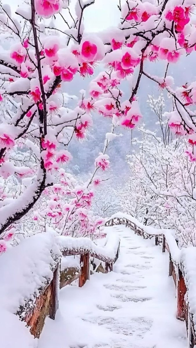 bionicanadian's tweet image. #vss365 #FoxProse @FoxProse #fairytalepoets #moonmystic #loveletters 💌 

Outside the lines of #reality we&apos;re transcending dreams becoming one, unburdened by release... locked in nature&apos;s perfection. Something about the snow how it downy flakes you in frosted breaths that…