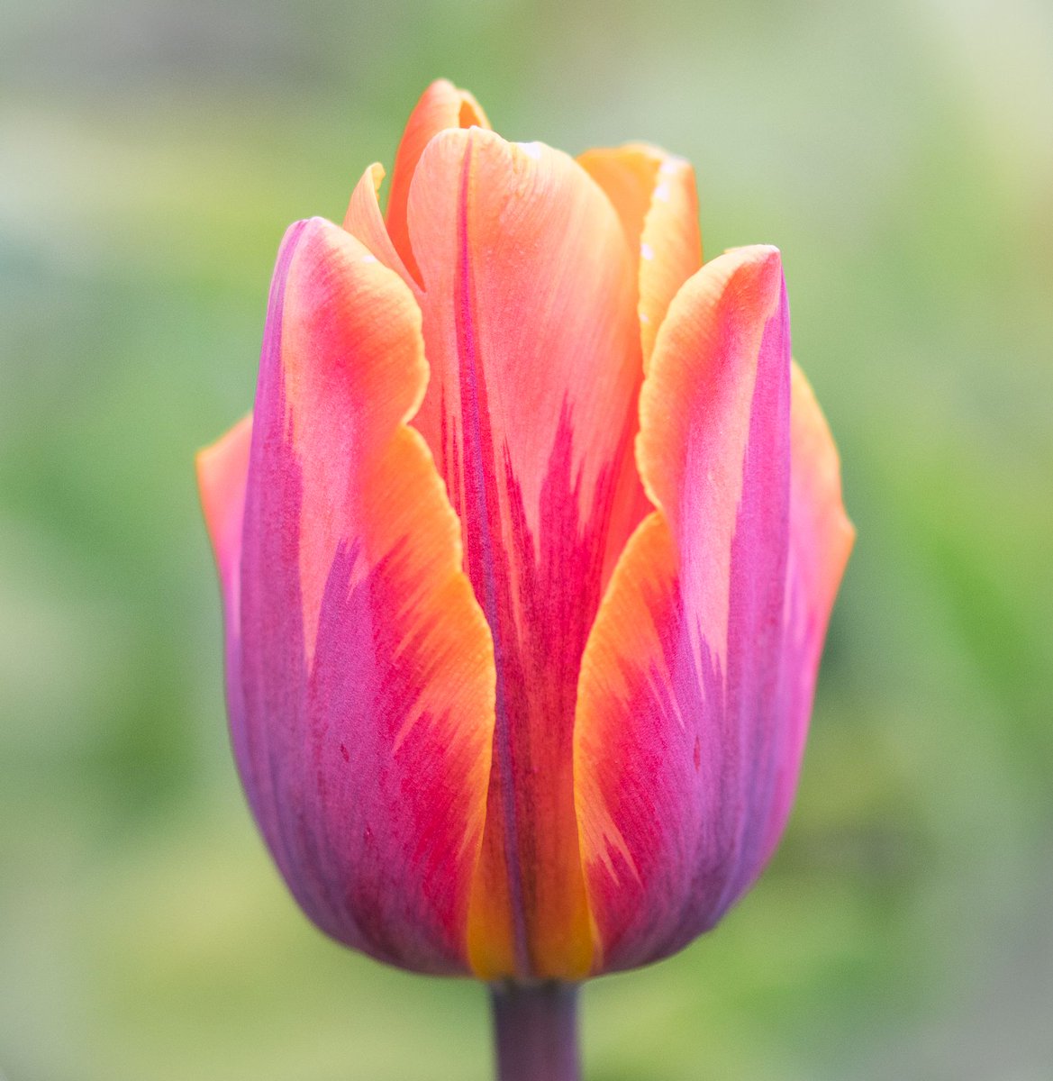 VenetiaJane's tweet image. In Turkish legend, a princess fell in love with a humble tradesman, but her father forbade their bond. When their love could find no earthly home, it transformed instead: the first tulip blooming where their hearts once met, a symbol of their unbroken devotion. #FairytaleTuesday
