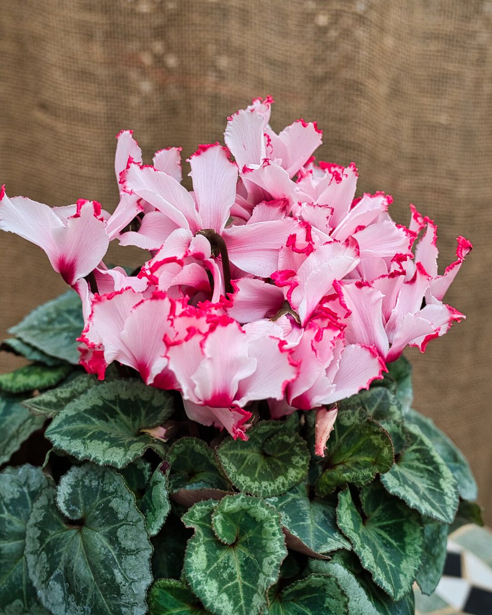 音ノ葉】シクラメン（4～5号ポット）入荷💗 写真は、ラパンブルー