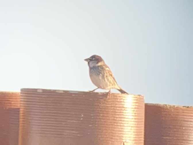 Gibraltar Birds tweet media