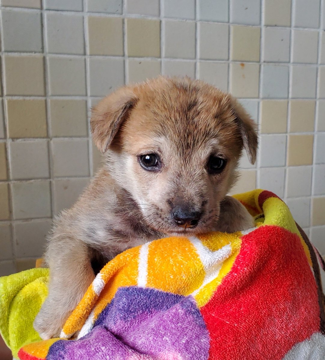 siba4884's tweet image. 🆘️収容犬の情報です｡

長崎県動物管理所に収容されているメスの雑種の子犬になります。
皆さまのご協力宜しくお願い致します。 
animal-net.pref.nagasaki.jp/animal/no-1910…