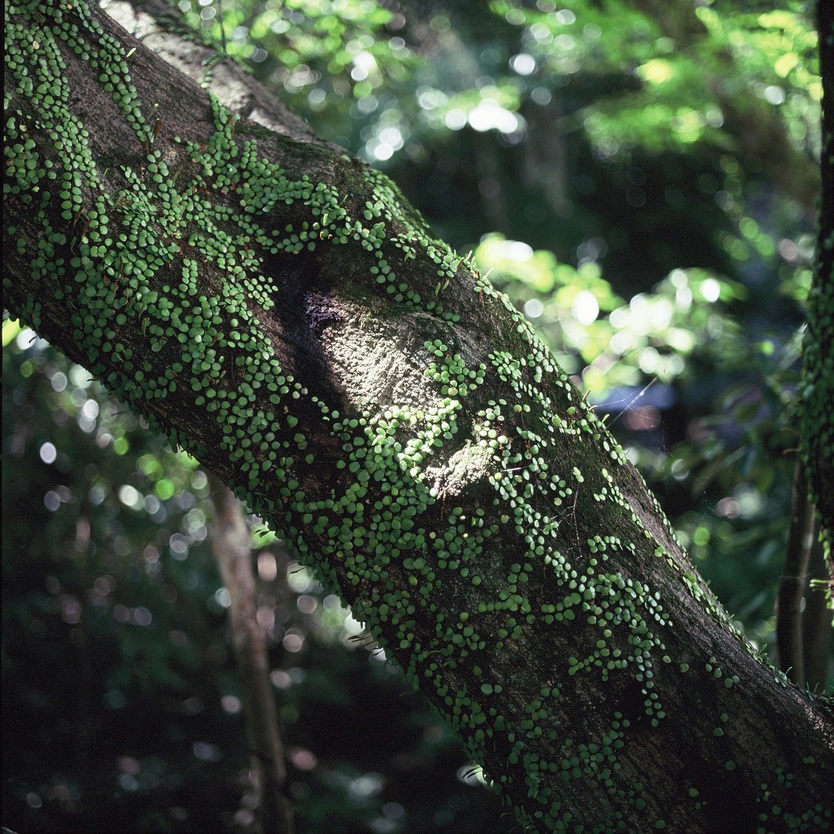 morokoshilll's tweet image. silent.