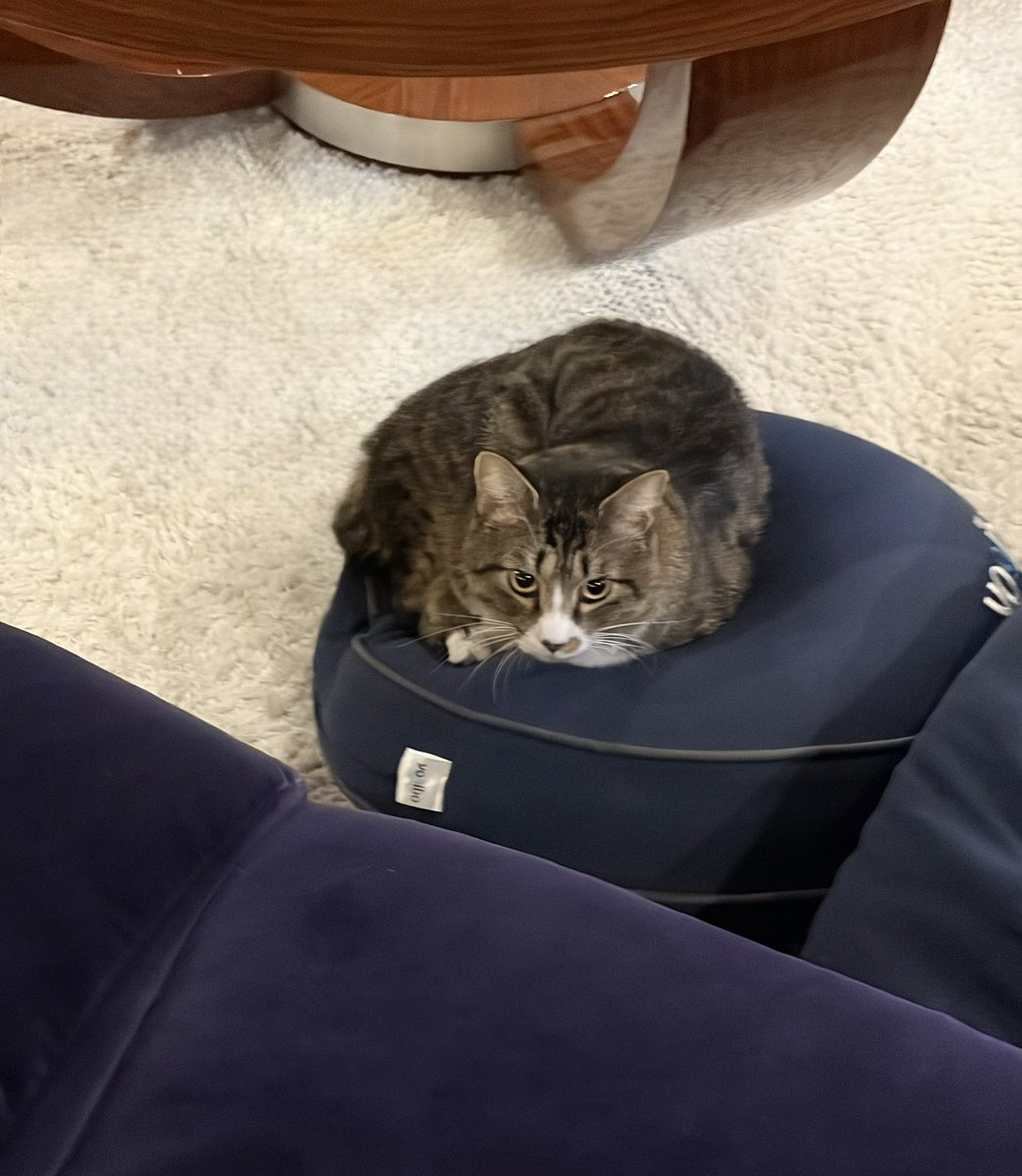 藤 あや子🐾 (@fuji_ayako) / Posts / X