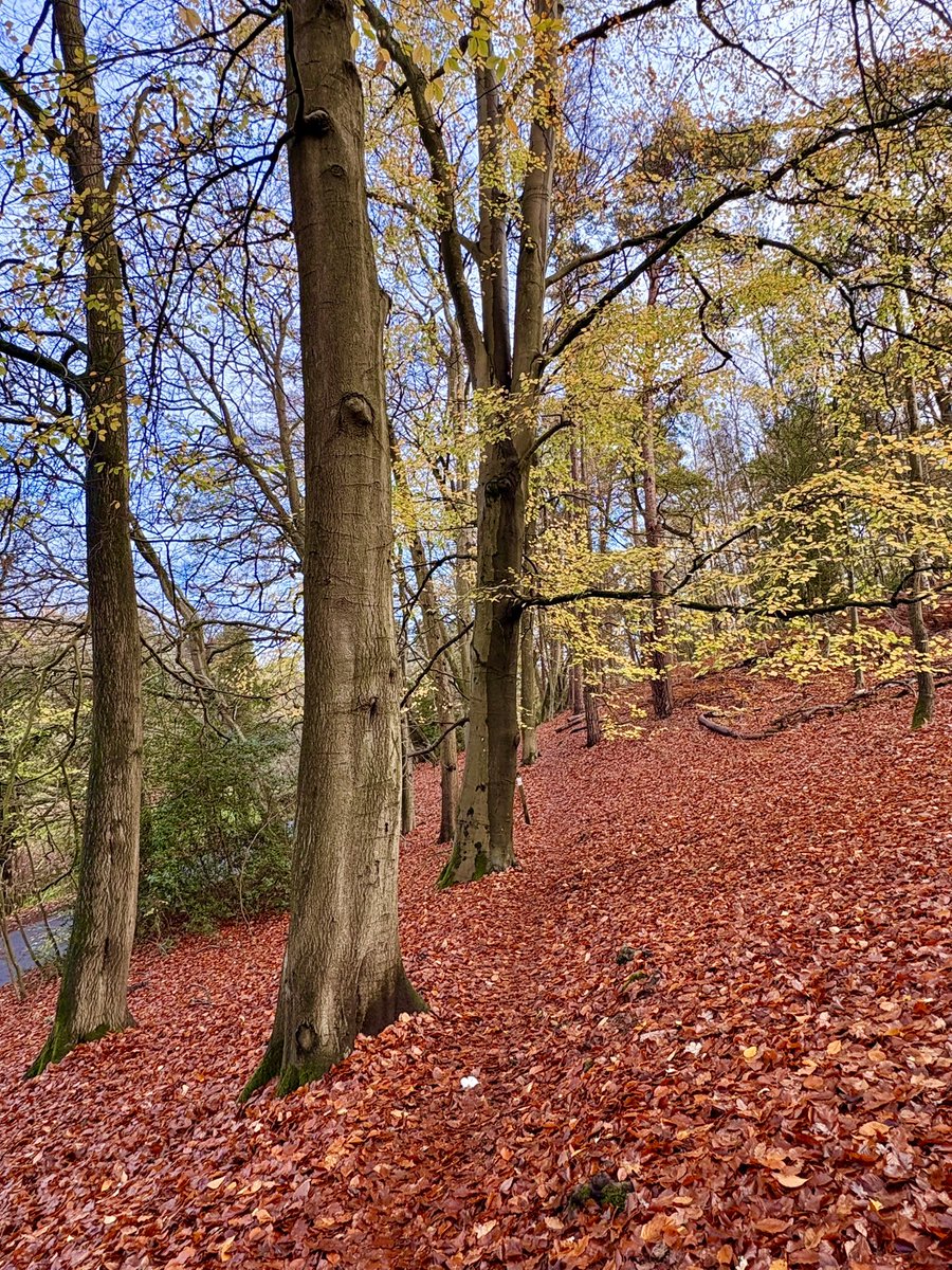 barbosavl's tweet image. Good morning with my latest autumnal scene from my run through woodlands at the weekend for #ThickTrunkTuesday 
Have a fun Tuesday!
#trees #TuesdayTrees #woodlands #NaturePhotography #TuesdayFeeling