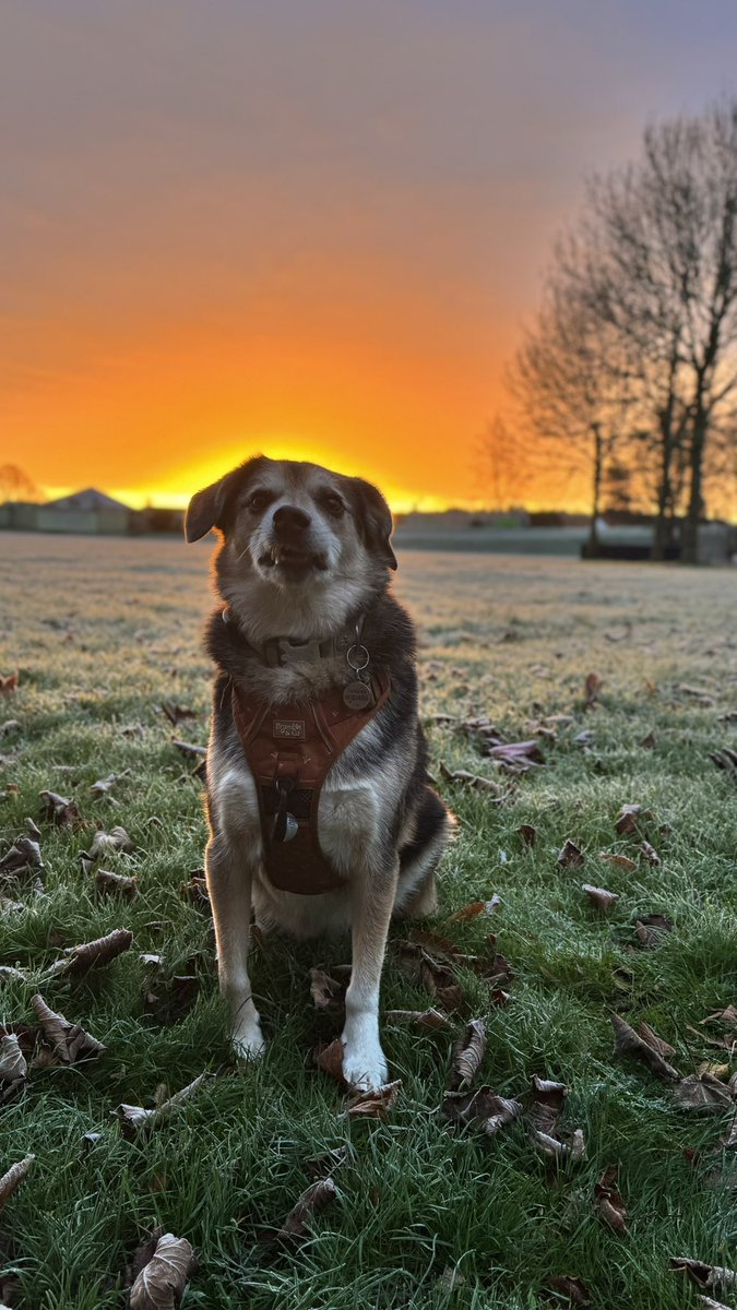 timeforgin7's tweet image. Frosty start to the day. Spot the mountain dog in his element… #TreeClub