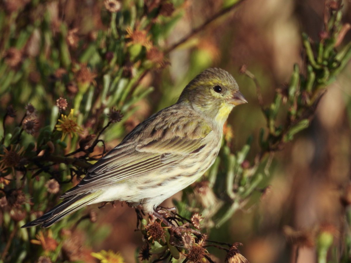 Küçük iskete #hangitür