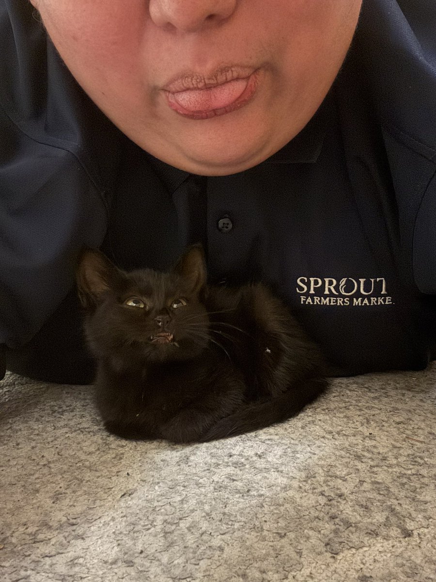 Professor_Homo's tweet photo. Cat distribution system chose me today! Need help with names! 🥲❤️ https://t.co/xYMiJpDSYF