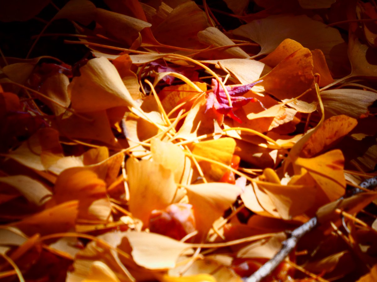 ハイジ (@haiji1010) / Posts / X