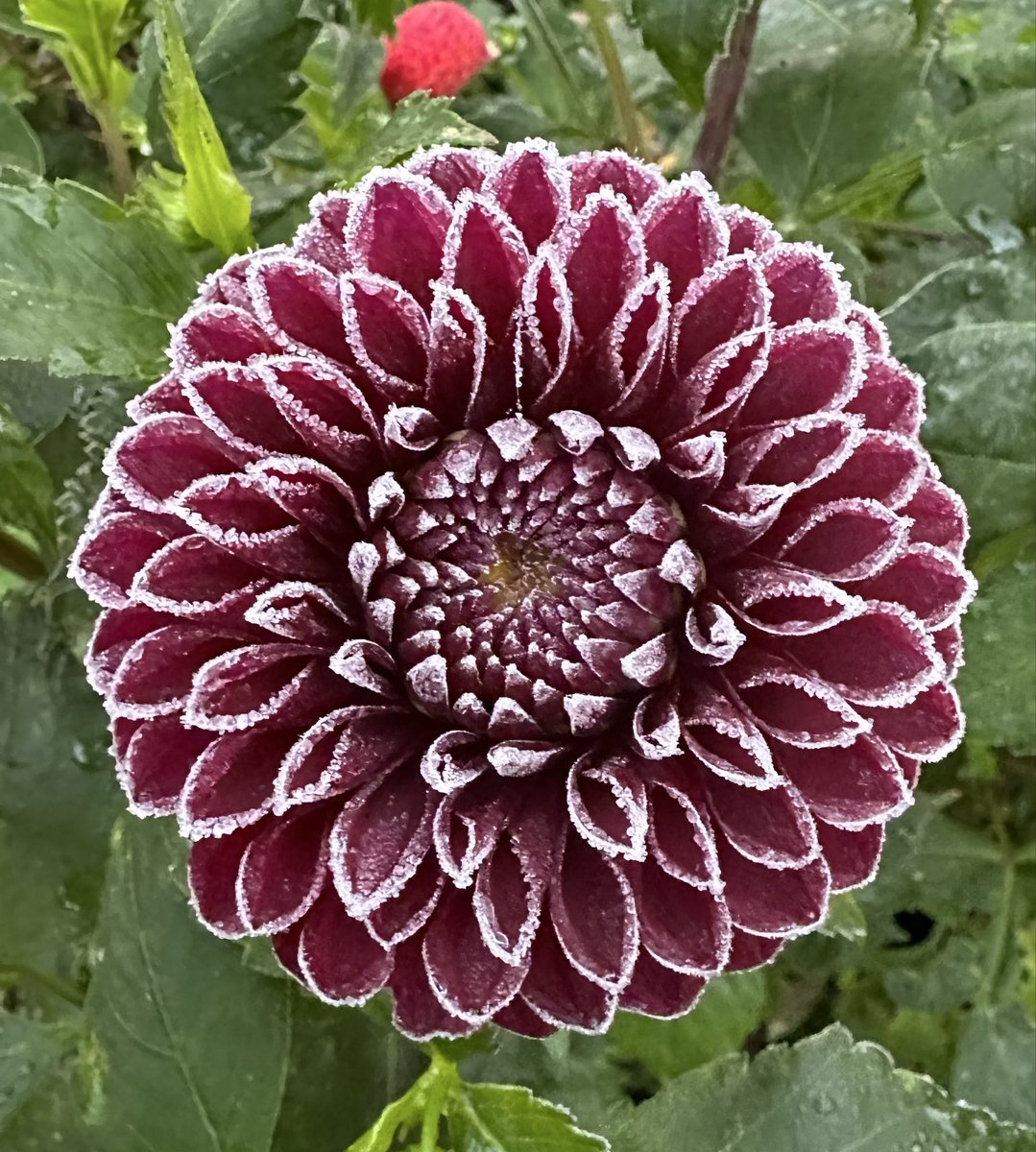 TRGScott's tweet image. #FirstFrost was 22nd September here on the Costa del Stirling (aka “The Carse of Stirling”).  Gave these Dahlias a dusting.