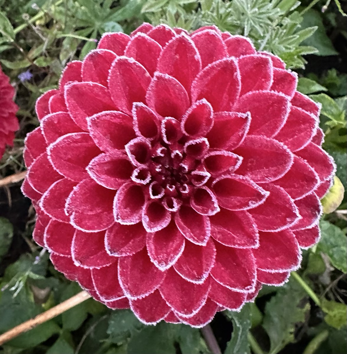 TRGScott's tweet image. #FirstFrost was 22nd September here on the Costa del Stirling (aka “The Carse of Stirling”).  Gave these Dahlias a dusting.