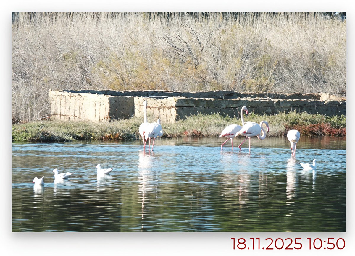Burhaniye’de sulak alanlardaki flamingolar ilgi odağı oldu egedenmedyahaber.com/burhaniyede-su… <a href="/EgedeMedyaHaber/">EGEDEN MEDYA HABER & EKREM ÖRSOĞLU</a>