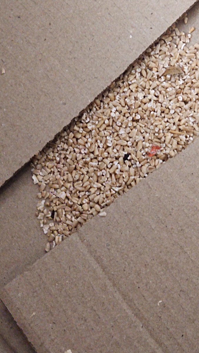 Arnav modi tweet media