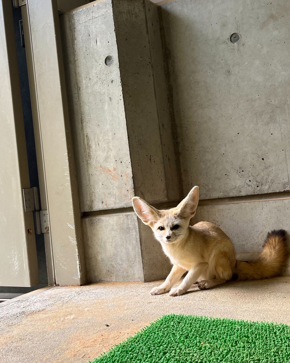 アーティスト　フェネック NationalPark_KV2_Master_f7.jpg