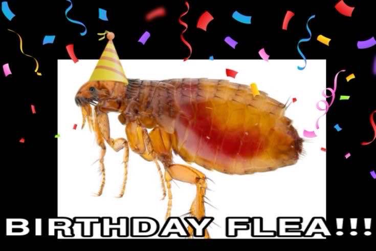 crowpoison (spleaf arc RETURNS) tweet media